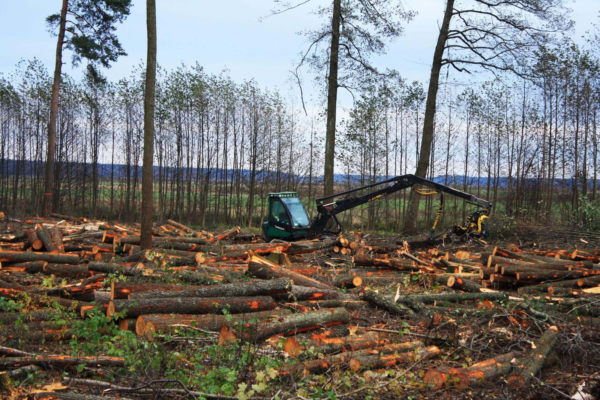 Благодаря лечения я быстро поправился вырубая леса. Лес Архангельской области вырубка. Истребление лесного Покрова земли. Вырубка деревьев. Истребление лесов.